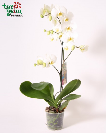 Gėlė Orchidėja
