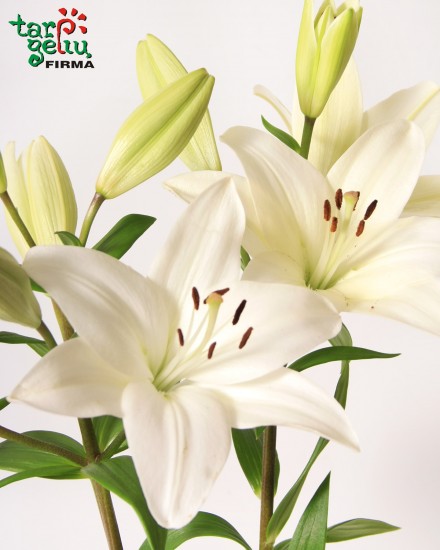 Lilies