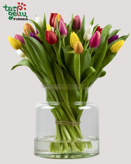Tulip