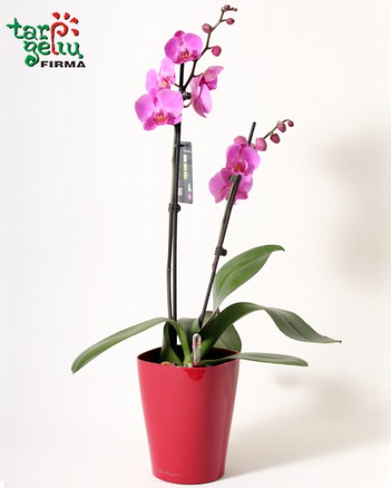 Orchid and planter DELTINI