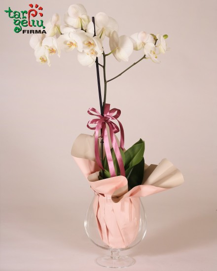 Arrangement  of orchid RETRO