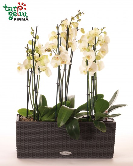 Arrangement ORCHID FANTASY