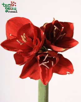 Amarilis