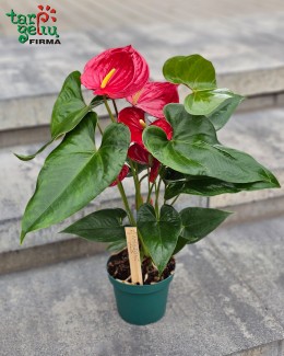 Anthurium