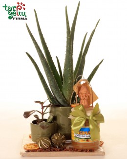 Aloe vera and honey