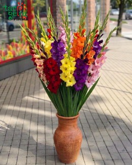 Gladiolus