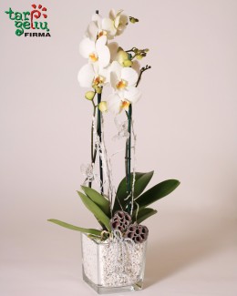 Winter orchid