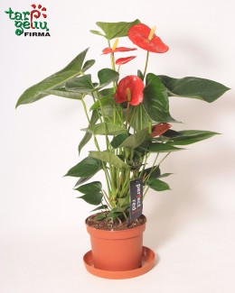 Anthurium