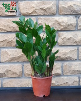 Zamioculcas