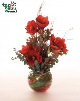 Arrangement "Amaryllis"