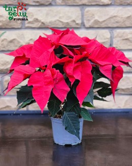 POINSETTIA 