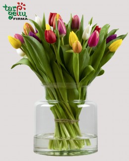 Tulip