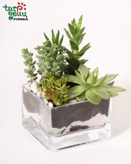 Composition of succulents