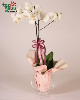 Arrangement of orchid "Retro"