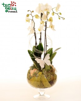 Arrangement "Orchids Dream"