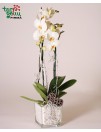 Žiemos orchidėja